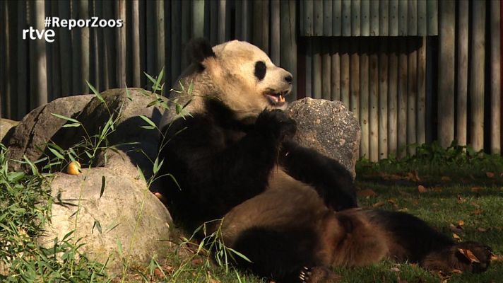 Repor - Zoos bajo lupa - Avance