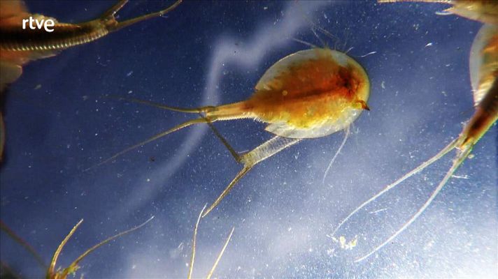 Animalades - Terres humides - Avanç