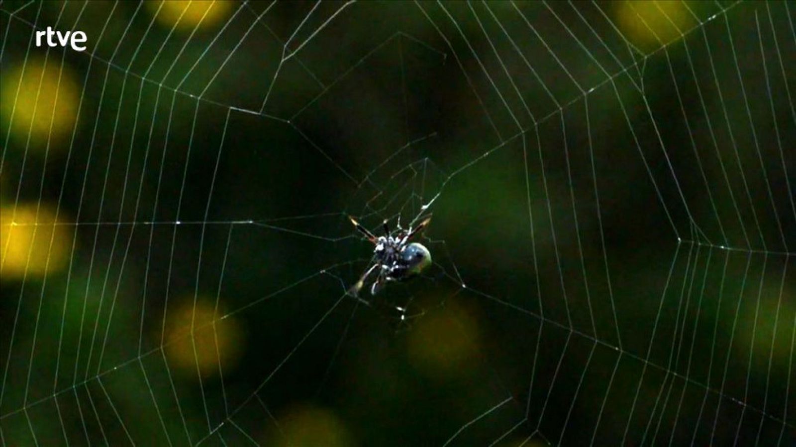 animalades -  Terra baixa - Avanç