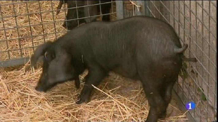 Informatiu Balear - Darrer dia per comprar porcelletes negres a Sineu