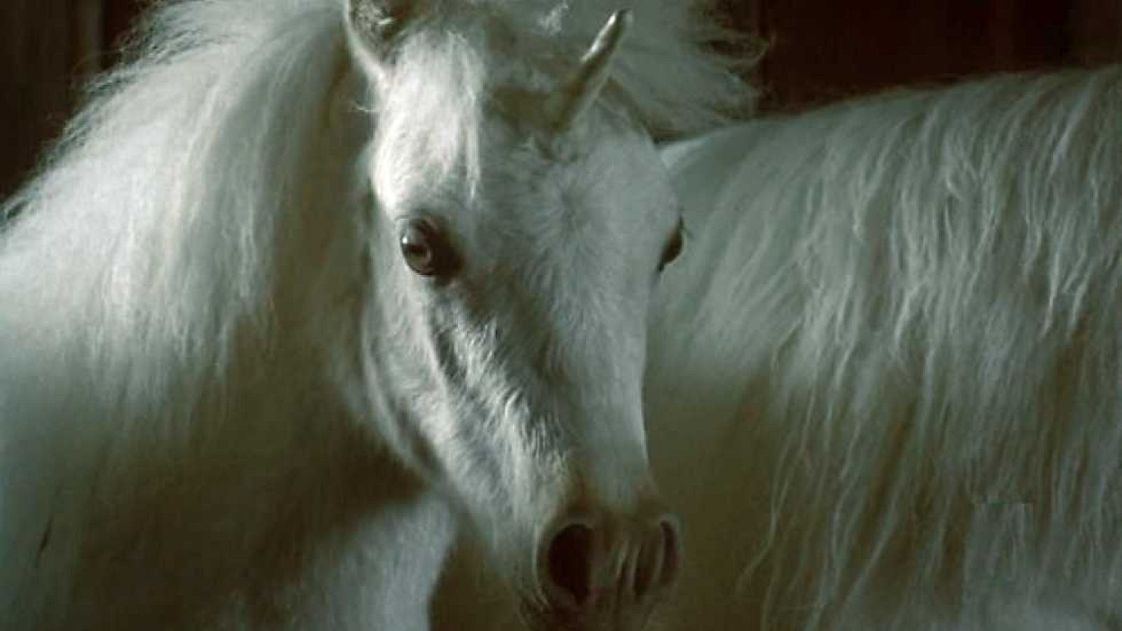 MaMañanas de cine - Nico, El Unicornio - Ver ahora