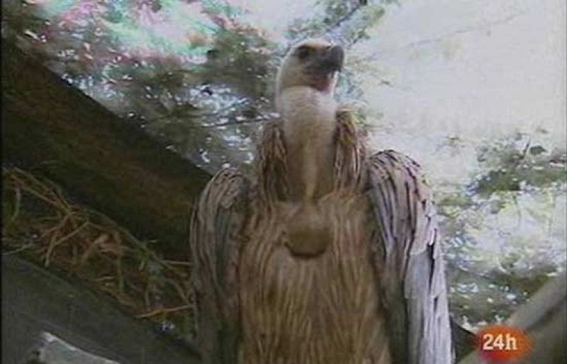 Los buitres leonados paran por primera en Menorca - Ciencia y tecnología en Rtve.es | Ver