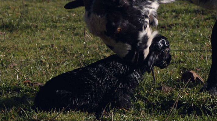 Aquí la Tierra - El milagro de la vida