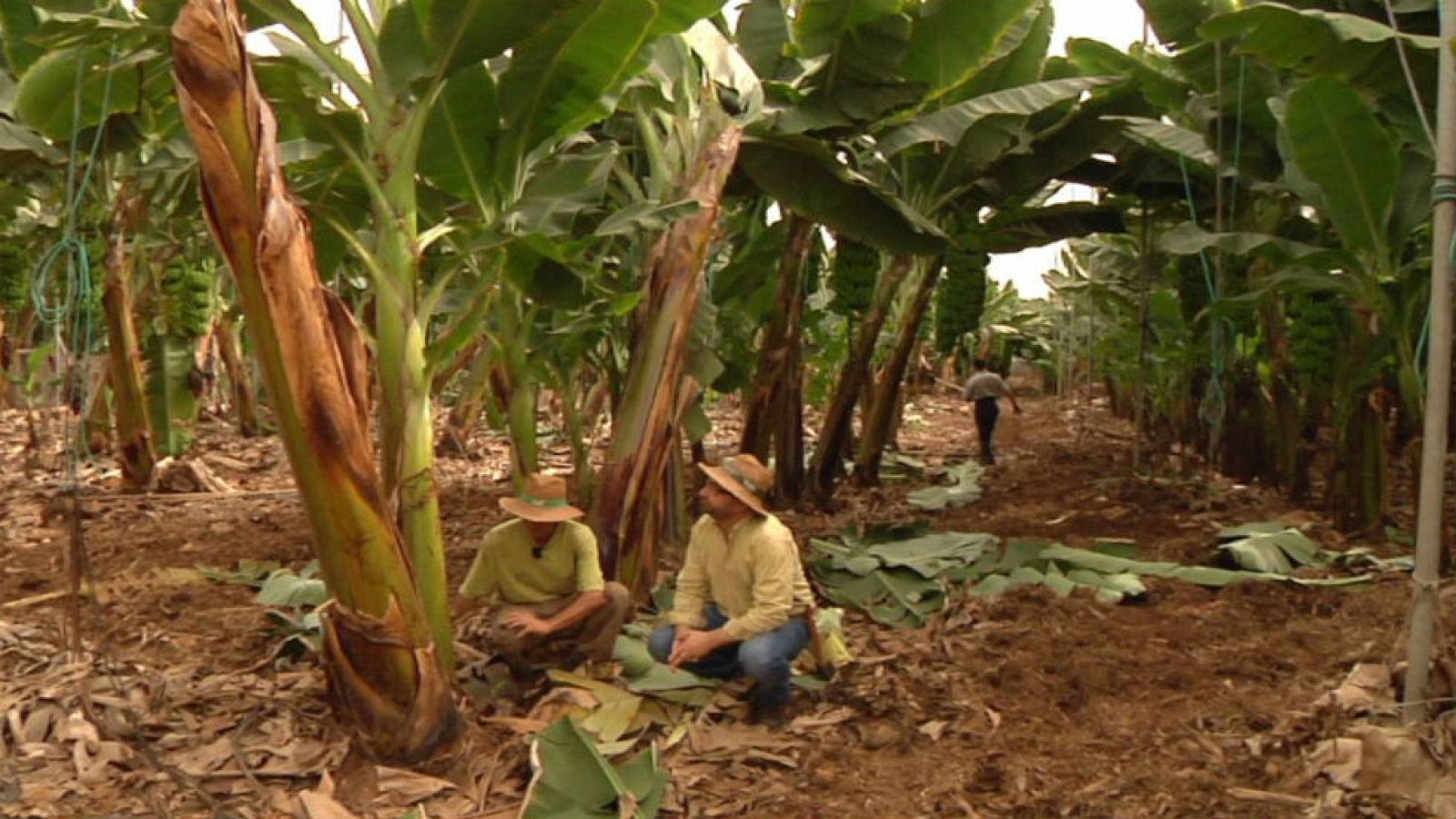 Lo que no sabías sobre el plátano