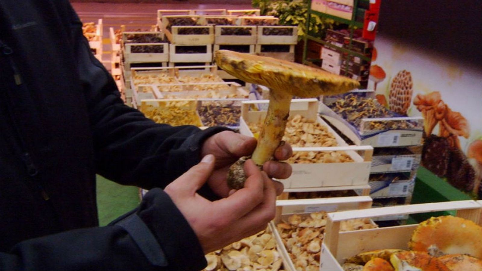 Todas las setas del mercado