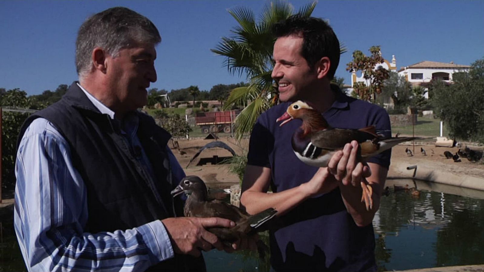 Los mil primos del pato Donald