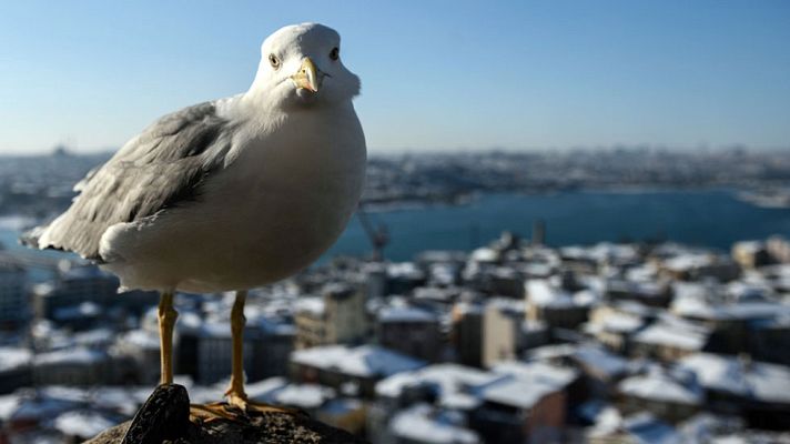 El tiempo - Lluvias fuertes en noroeste peninsular y viento fuerte en península