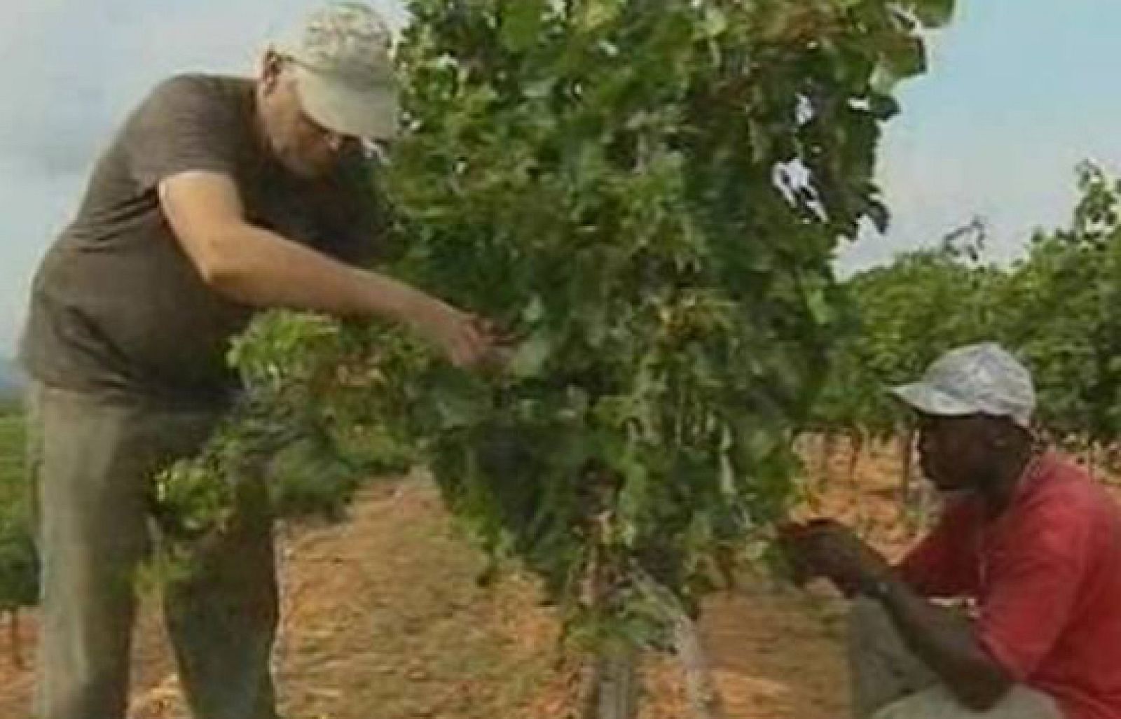 Els nous catalans - Sense cotxe per la crisi - Els nous catalans | Veure