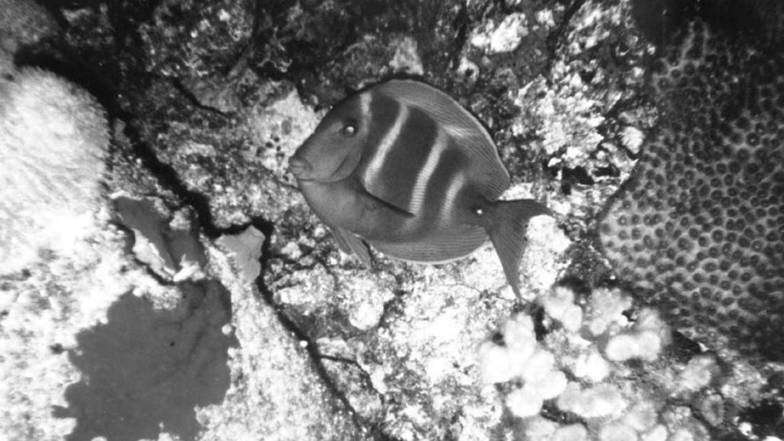 Vida salvaje - Peces tropicales