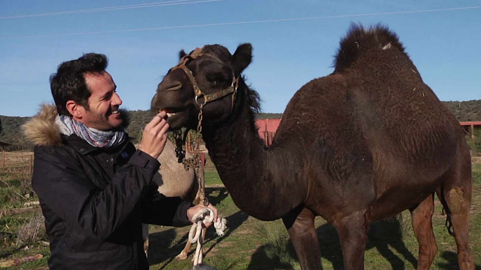 ¿Camello o dromedario?