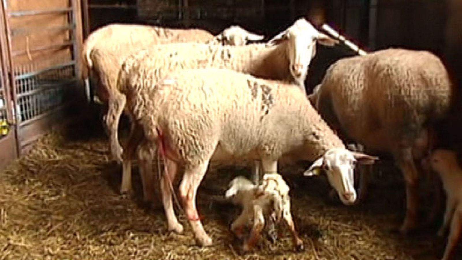 Los pastores de Manzanera se niegan a desaparecer