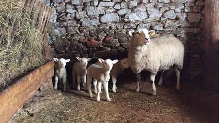 España Directo - Da a luz ¡a cuatro corderitos!