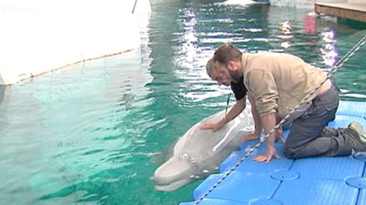 España Directo - Entrenador de delfines por un día