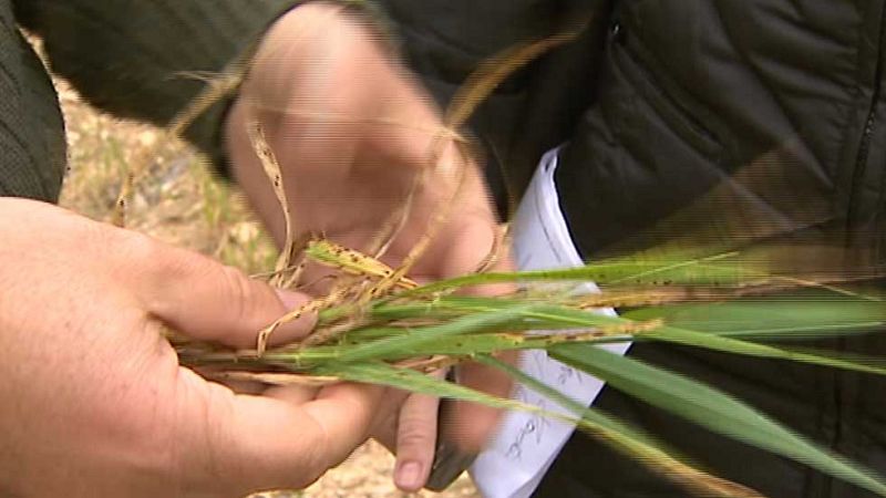 Las altas temperaturas están dejando graves consecuencias en el campo