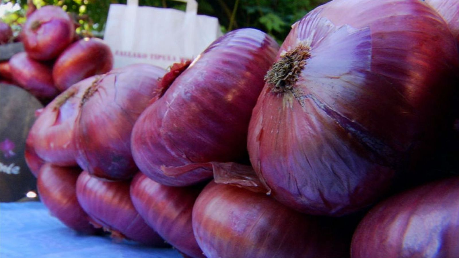 Cebolla de Zalla, con Estrella Michelin