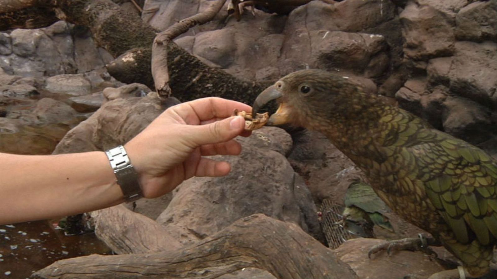 Jardineros de la naturaleza