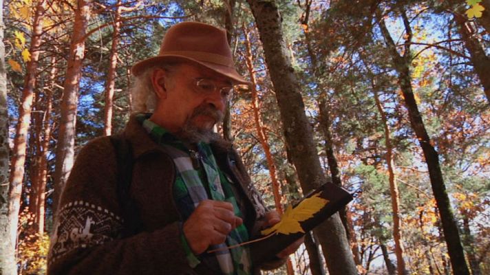 Aquí la Tierra - Las propiedades del arce