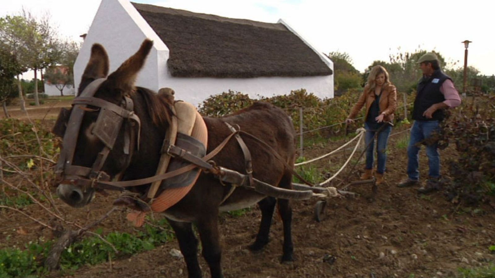 ¿Qué es la mayetería?