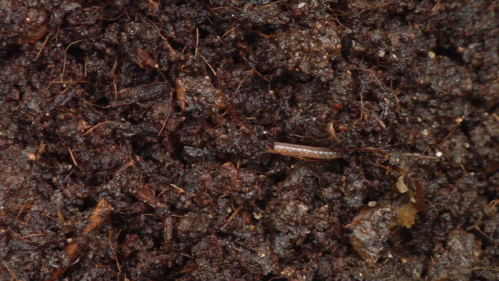 Un compost para hortelanos urbanitas