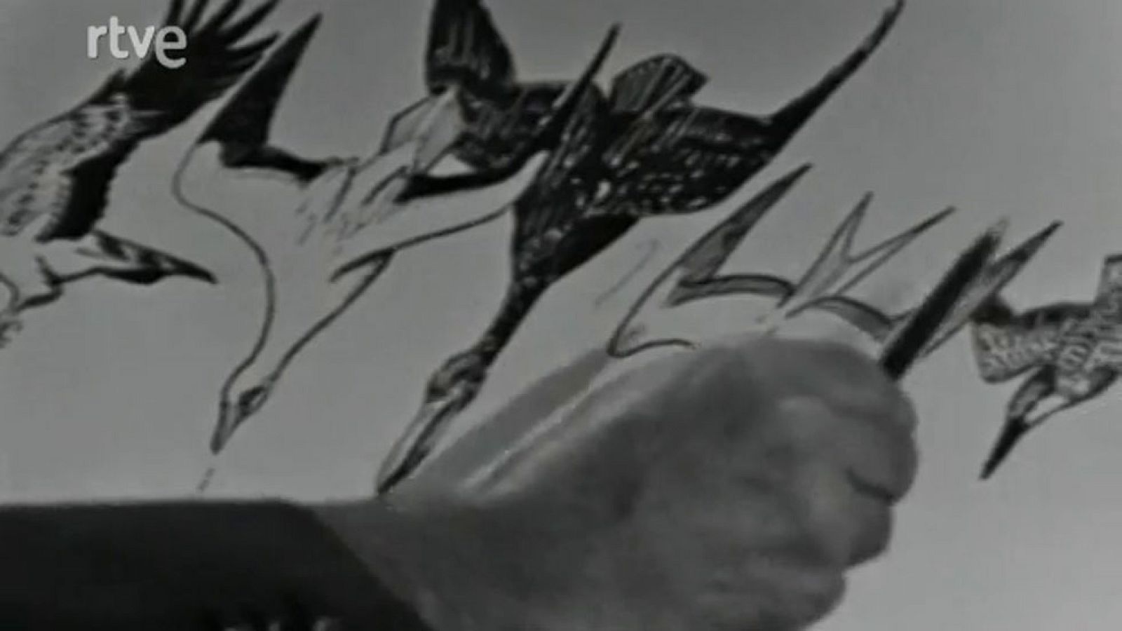 Vida salvaje - Las aves marinas