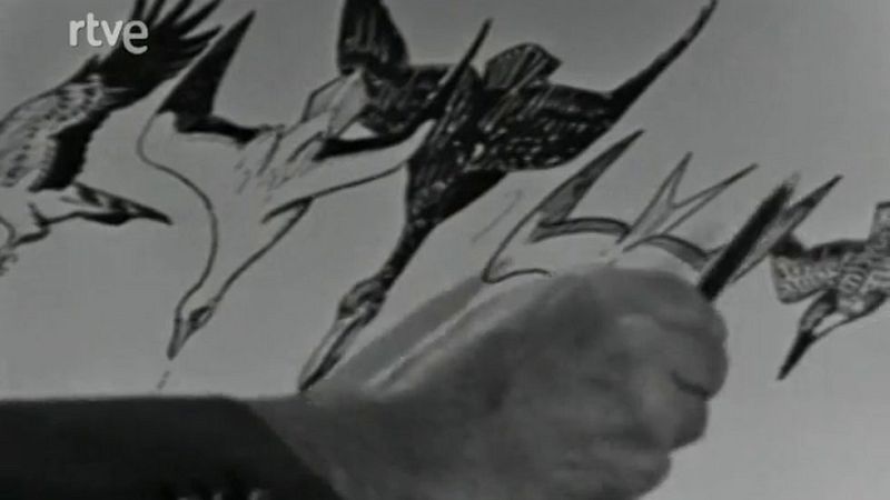 Vida salvaje - Las aves marinas