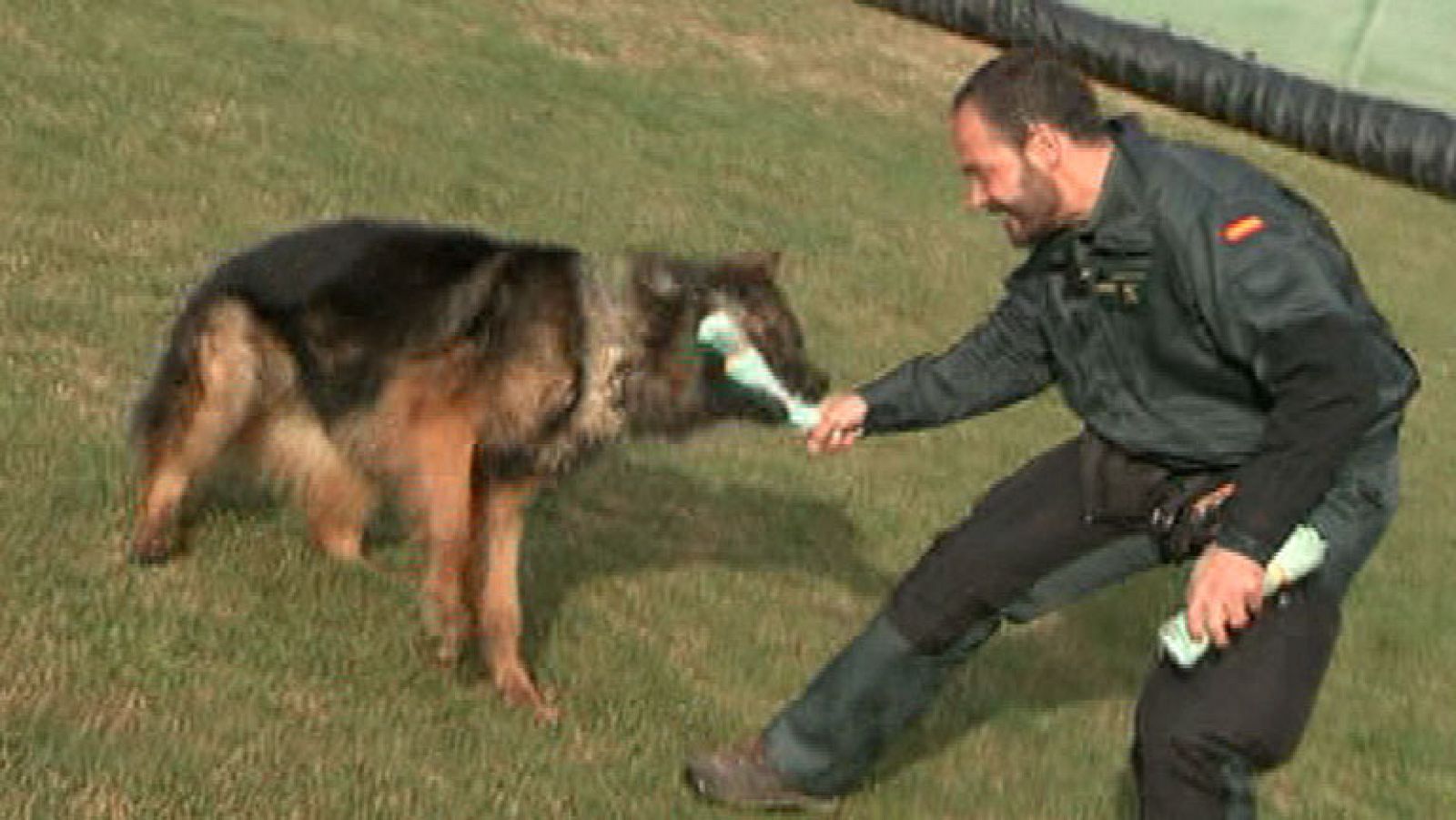 Así entrenan los perros policías