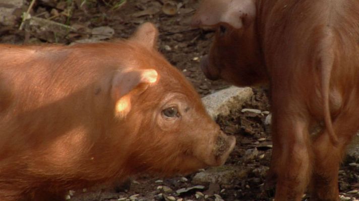 Aquí la Tierra - Cerdos rubios de raza pura