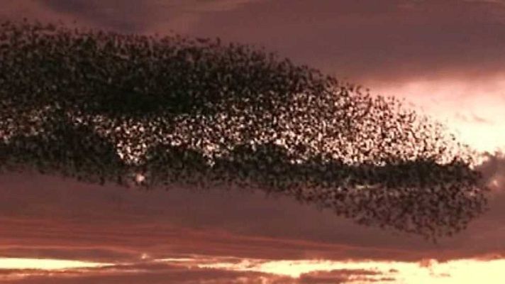 La 2 Noticias - La 2 Noticias - 13/01/16