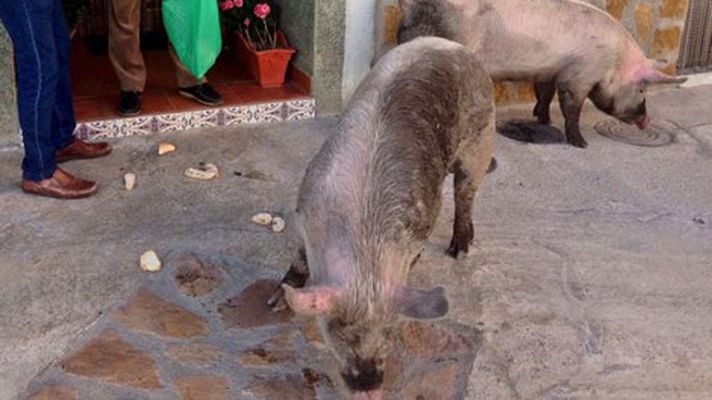 España Directo - Los marranillos de San Antón, a sorteo