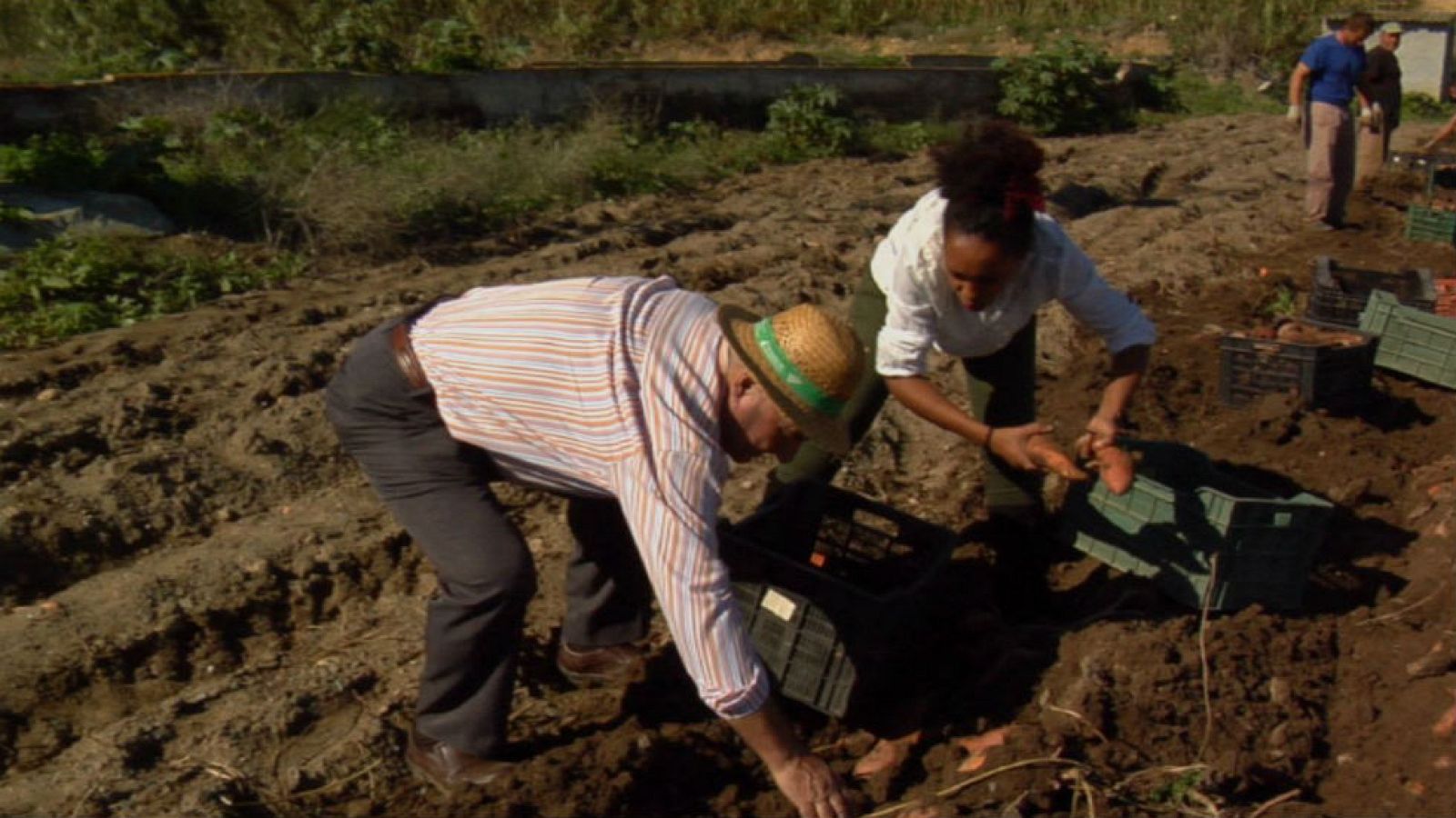 Lo que no sabías sobre los boniatos