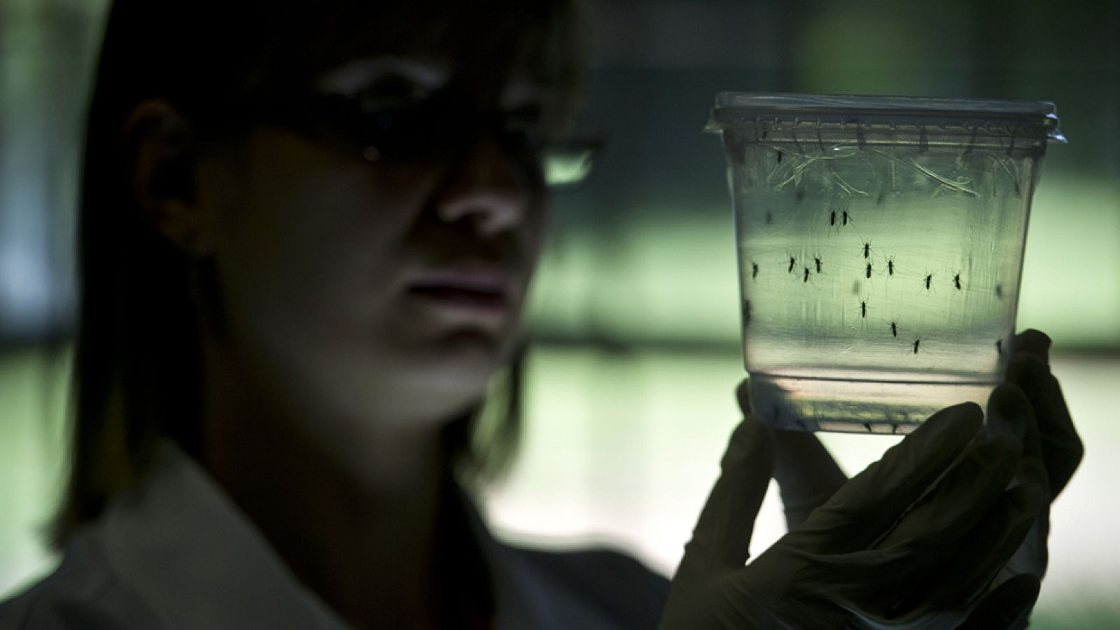 El virus Zika se extiende por América latina y la OMS alerta del peligro para las embarazadas