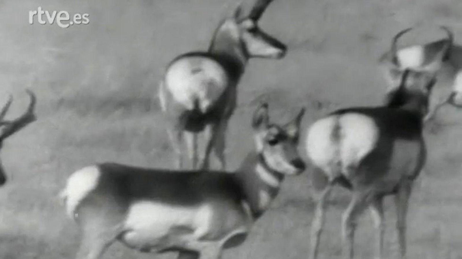 Vida salvaje - Jackson Hole