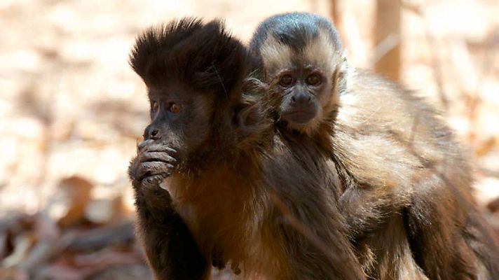 Grandes documentales - Brasil salvaje: Un mundo peligroso