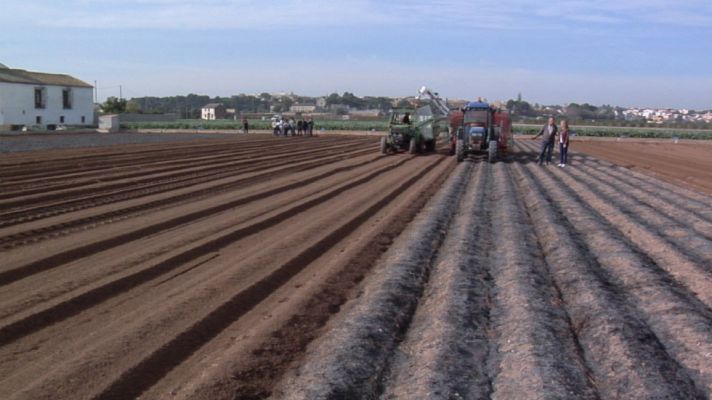 Aquí la Tierra - ¿Qué sabes sobre las chufas?