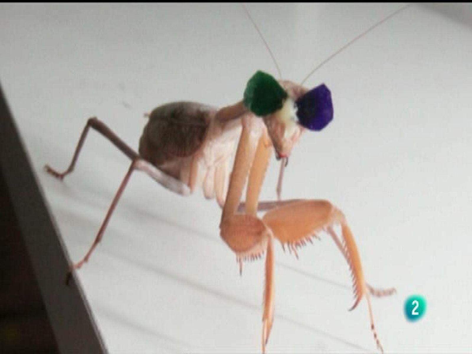 La 2 Noticias - Gafas 3D para una mantis religiosa