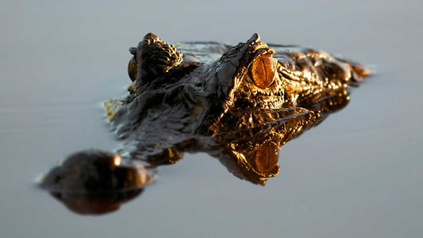 Grandes documentales - Brasil Salvaje: Frente al diluvio- Ver ahora