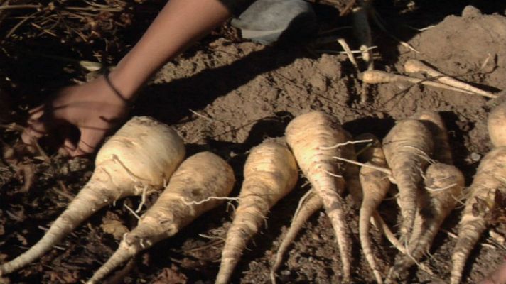 Aquí la Tierra - ¿Qué fue antes de la patata?