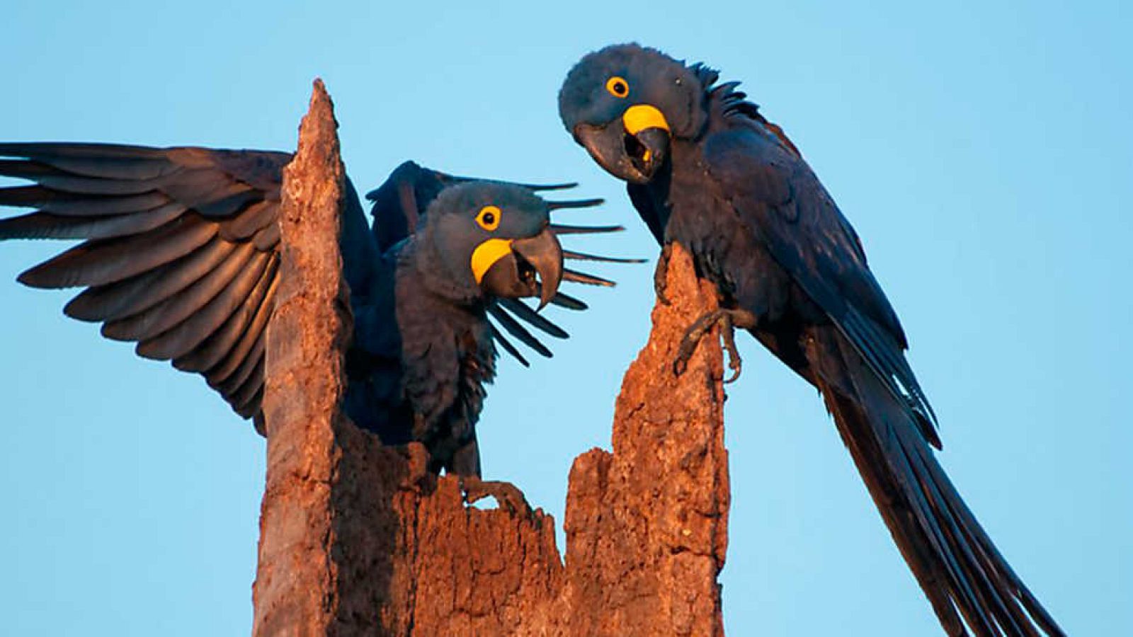 Grandes documentales - Brasil salvaje: Superando la sequía - Ver ahora