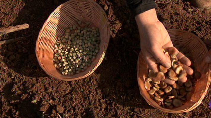 Aquí la Tierra - Habas y guisantes, valores seguros