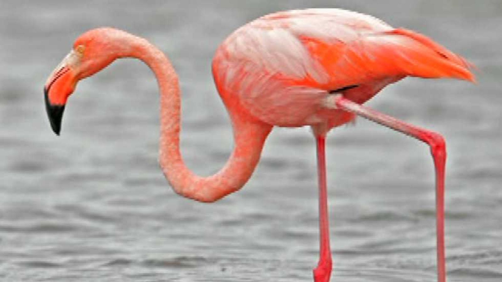 Saber y ganar - 22/01/16 - Ver ahora