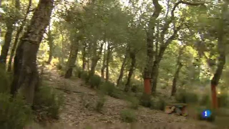 Recuperen poblacions d'algues en perill d'extinció a Blanes