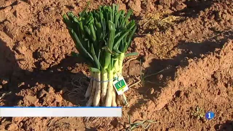 La venda de calçots per internet augmenta un 25% en un any