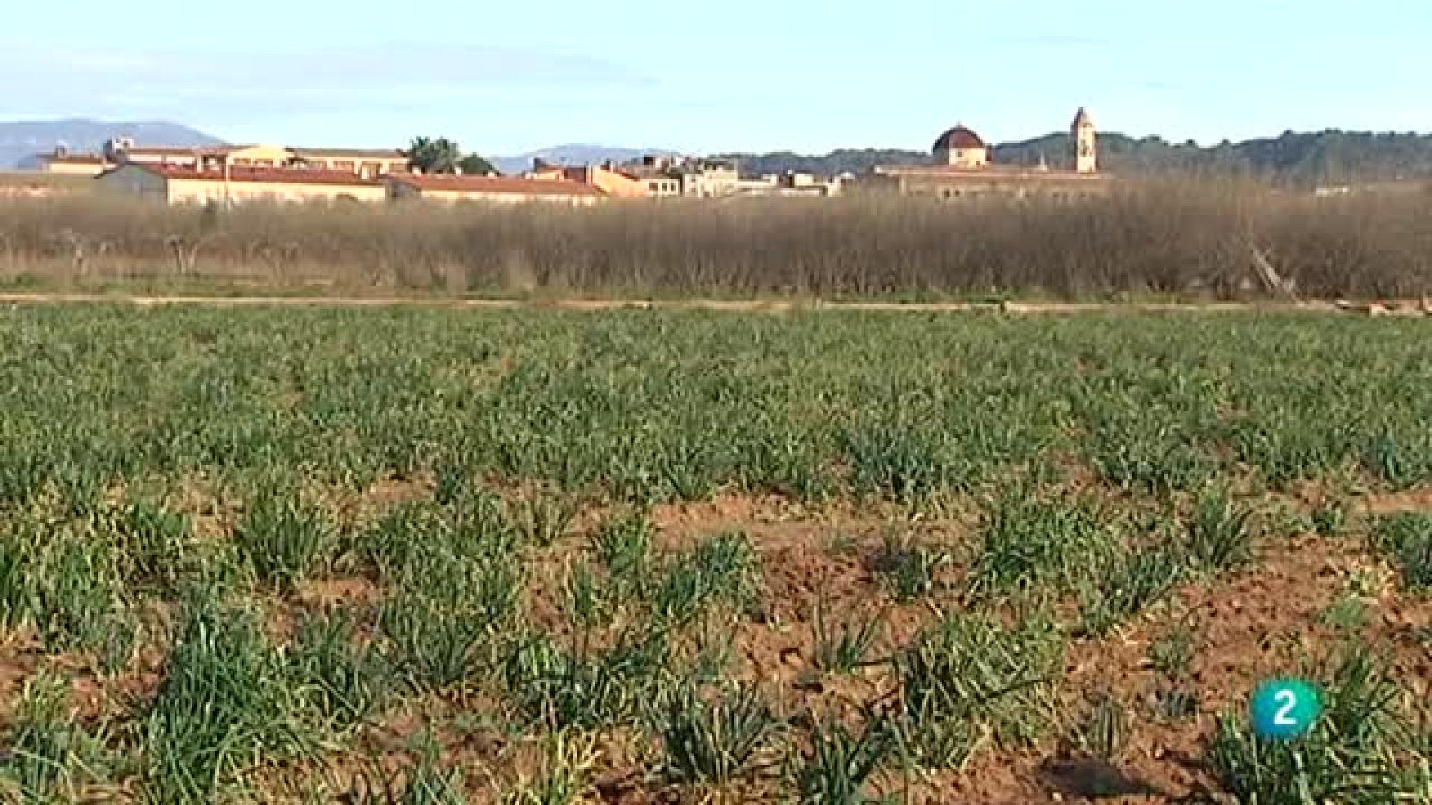 Agrosfera - Con mucho gusto - Calçots