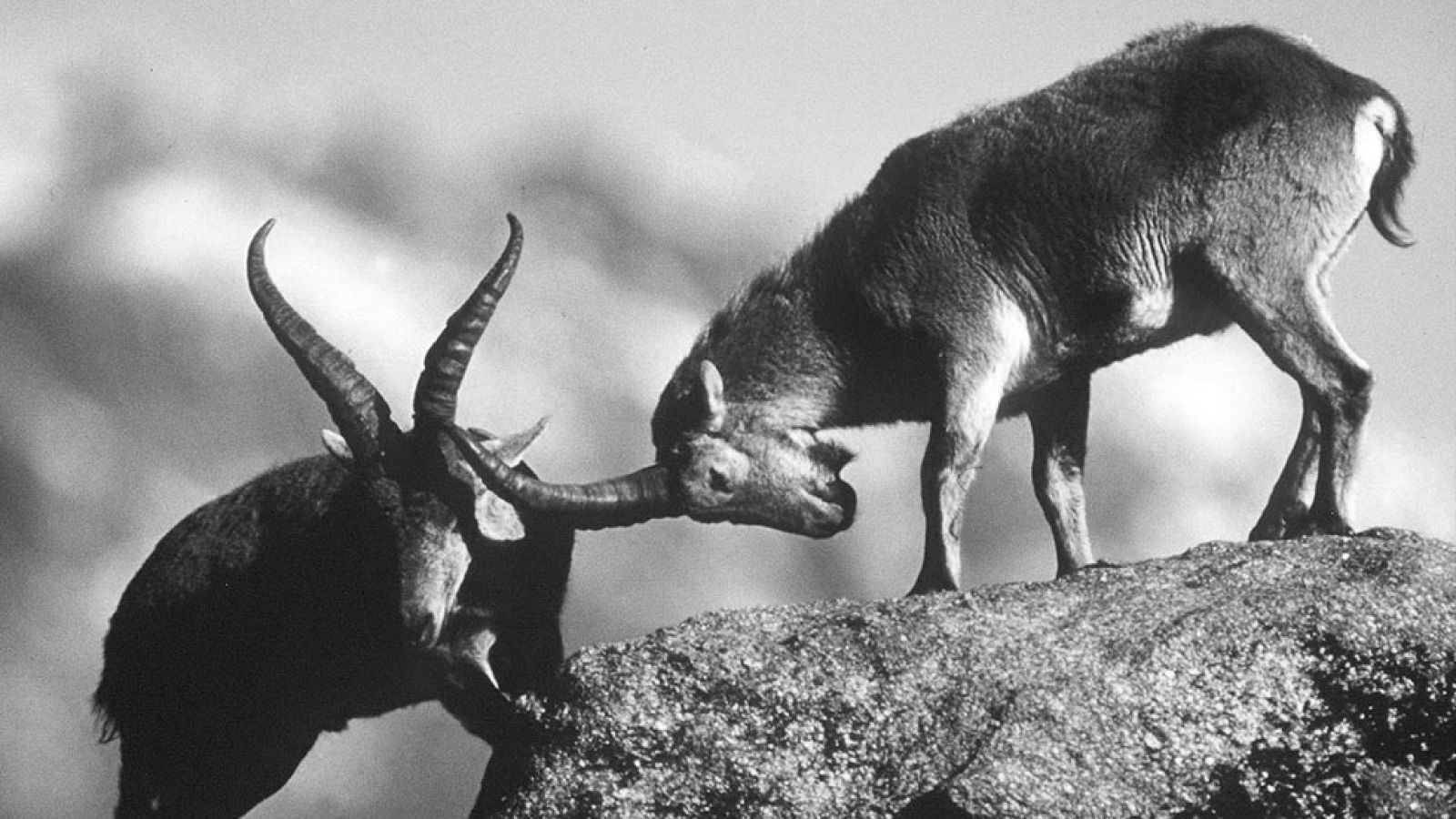 Fauna - Cabras montesas