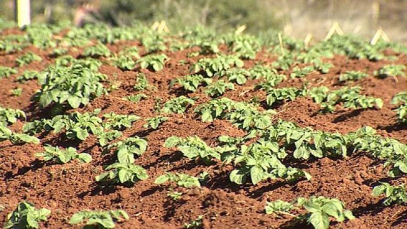 Canarias en 2' - 27/01/2016