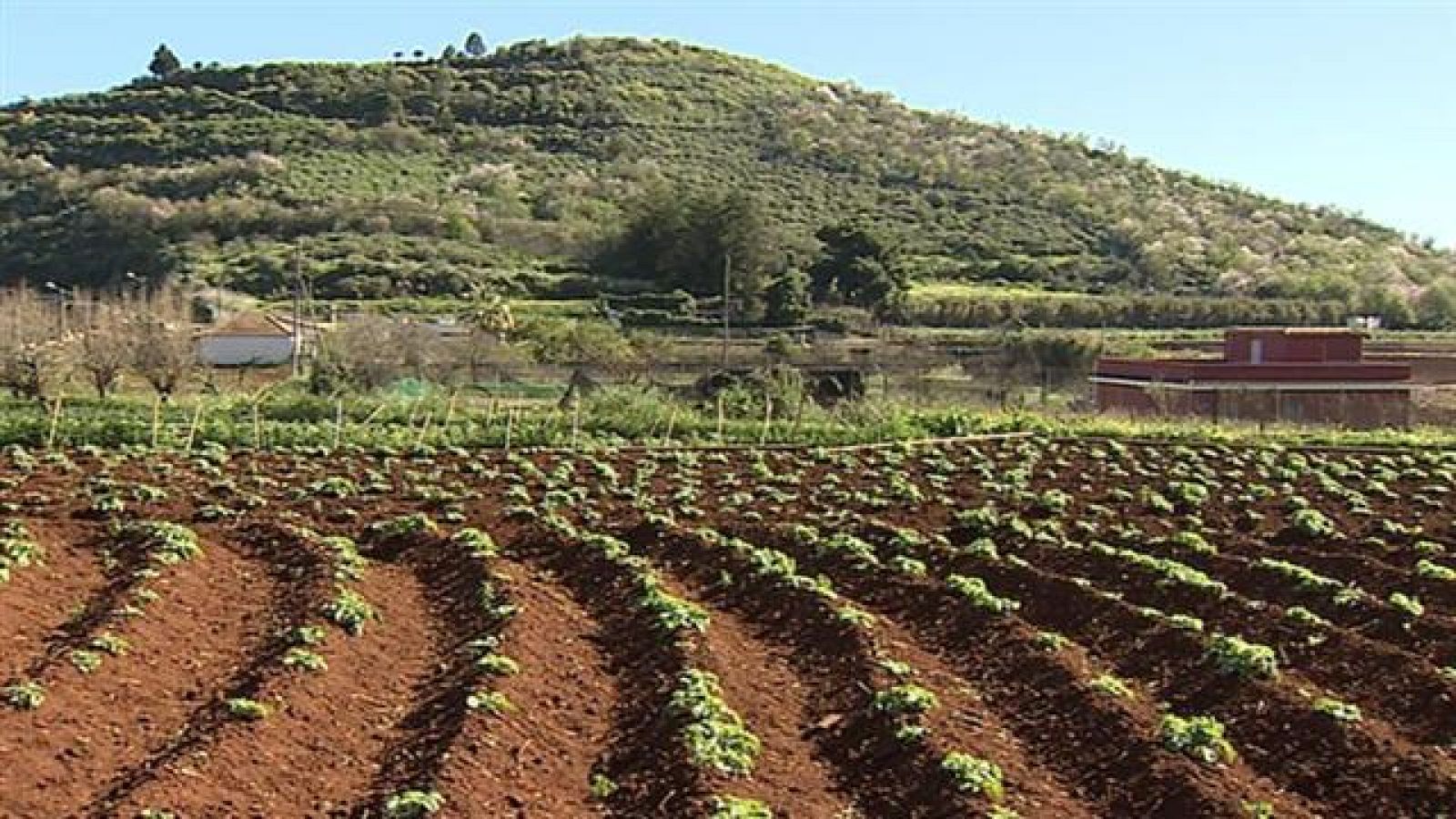 Telecanarias - 27/01/2016