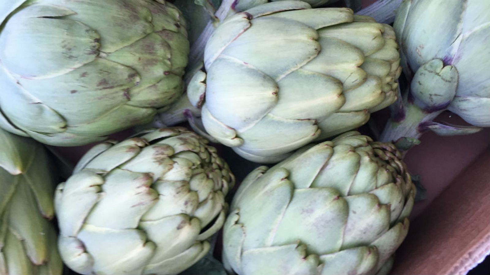 Alcachofas, las reinas de Benicarló