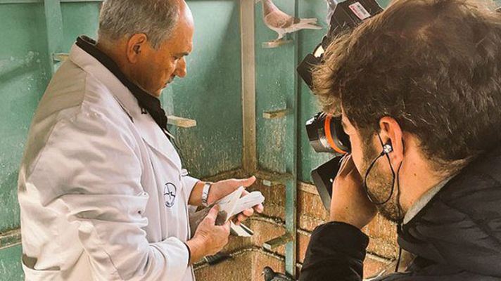 España Directo - ¿Qué es la colombofilia?