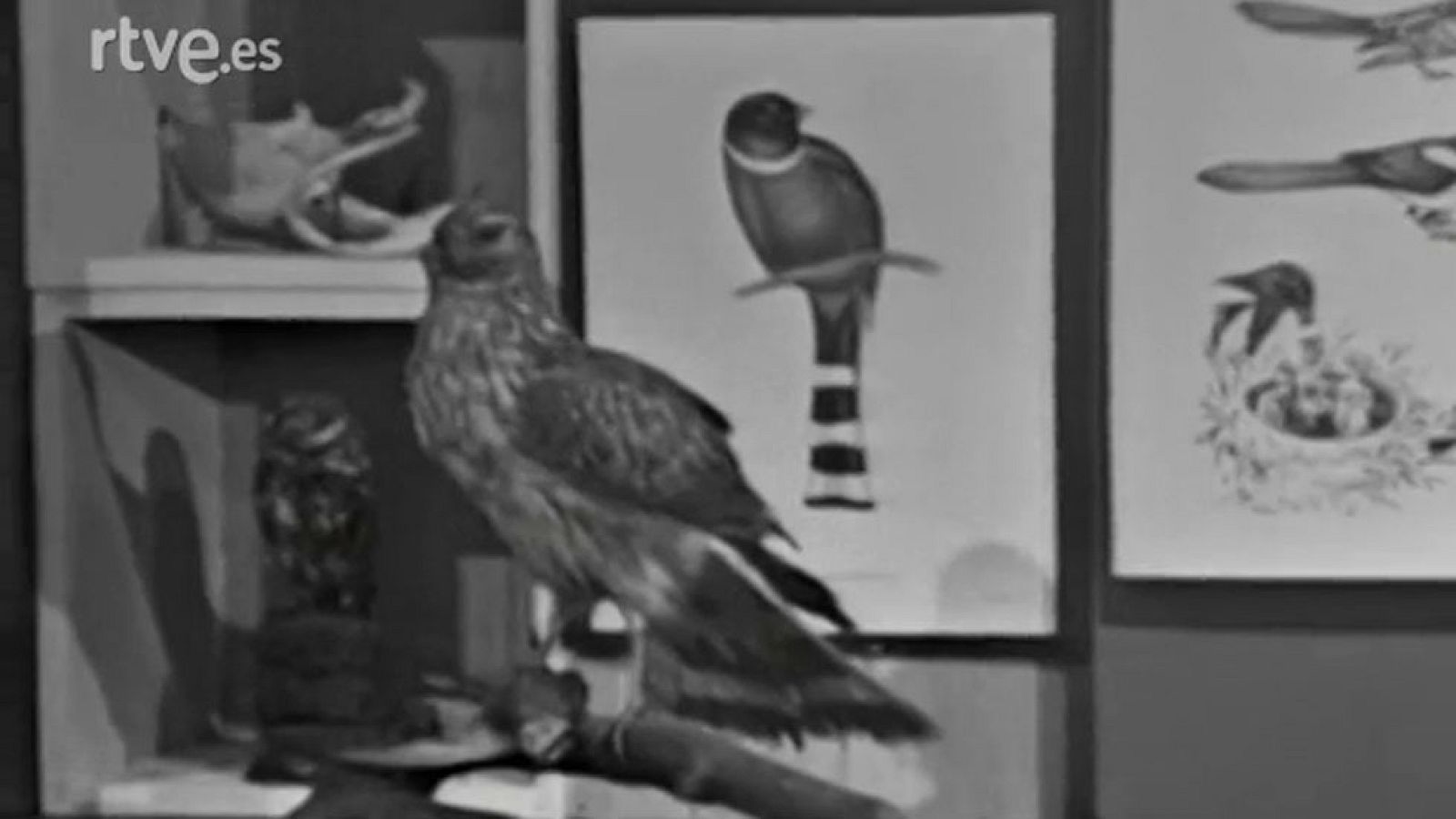 El planeta azul - Aves naturalizadas