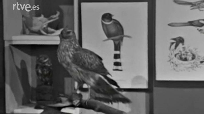 El planeta azul - Aves naturalizadas